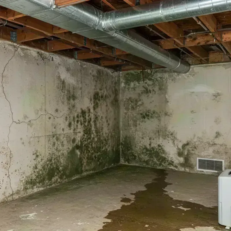 Professional Mold Removal in Darnestown, MD